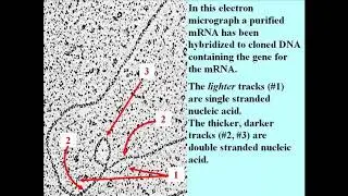 194 The Discovery of Split Genes