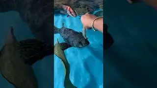 Feeding My Pet 50lb Grouper!!