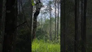 Start Your Day in Nature | Morning Pine Forest Ambience 🌿  #cambodia #nature #hiking #peace