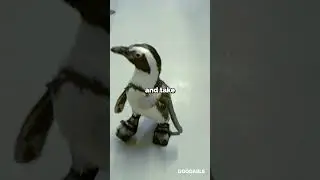Penguin Walks Again Thanks To Special Custom Boots 🐧 #shorts