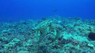 #save the oceans #turtles paradise #basking #4k #asmr #aquarium #nature #fun #no AI #adventure #eco