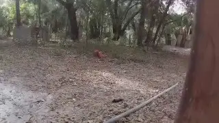 Stampede Airsoft