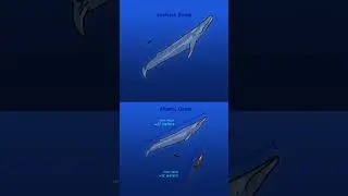 Some of the biggest and oldest animals live here!