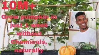 Grow pumpkin at home easily #oragnic farming #dynamite#pumpkin