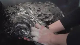 Hyponic Grooming Shampoo Show