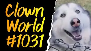 Elon Musk: White Genocide | Doggos | Clown World #1031