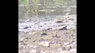 White-rumped Sandpiper (with Least Sandpiper) May 20, 2022