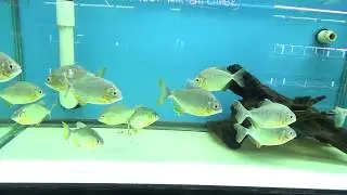 Denticulata Piranha, AKA Fruit Eating Piranha (Pristobrycon Denticulatus)