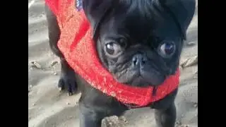 Pugoween