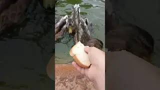 HAND FeEdInG DUCKS! #duck #birds