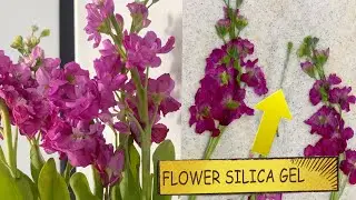 Thick Flower Drying Method LARKSPUR I DIY Pressed Flowers To Sell Them Online (Part 1)