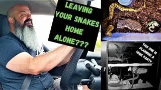 Leaving Snakes For a Few Days: How to leave your snakes alone while traveling