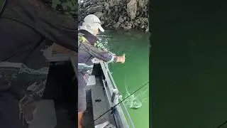 Fishing  Queensland Australia #fishing #australia #queensland #gladstone #weekend