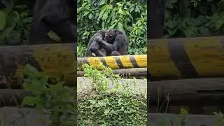 Chimpanzee/Pan troglodytes/Taipei Zoo