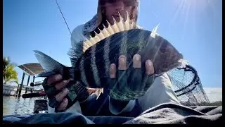 Catching Sheepshead on Artificial Shrimp Power Prawn USA Jr Salt Strong Lure Hoss Helix Hook