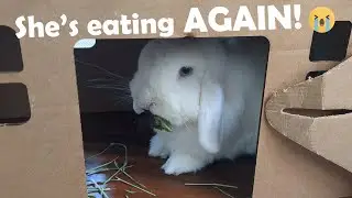 How To Deal With GI Stasis Part 1 Treatment & Home Care #bunny #rabbit