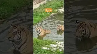 Смертельный кусь #travel #animals #nature #funny