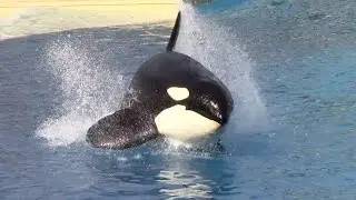 Orkid Training Session at SeaWorld San Diego (12/20/14)
