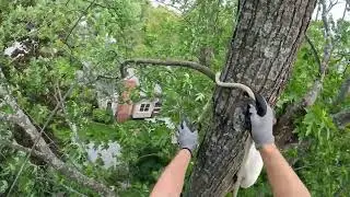 Rescuing Snowflake  (Cat-Stuck-In-Tree-Rescue)