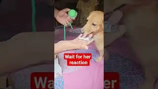 best dog toy #dog #toys #dogtoys #petlover #cats #dogvideos #flipkart