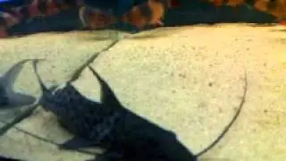 Aguaronichthys Torosus (Bolt Catfish)