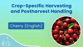 Cherry Harvest: Fruit Handling and Worker Safety