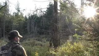 Black Bear HUNTING in the Massachusetts Berkshires