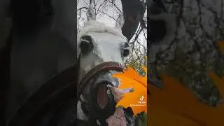 Selfika