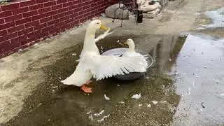 Duck flapping its wings.(Slow Motion)