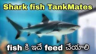 Aquarium Shark fish 🦈 tank mates...? | fish కి ఏ food feed చేయాలి.