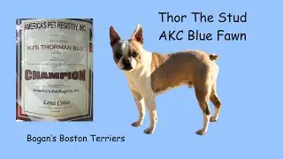 Post-Breeding Shenanigans: Our Boston Terrier Pack Unleashed! 😁🐾😘