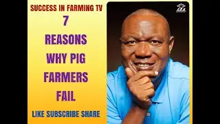 🛑7 reasons why some pig farmers fail