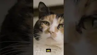 Top 5 interesting facts about cats with Mr Henry