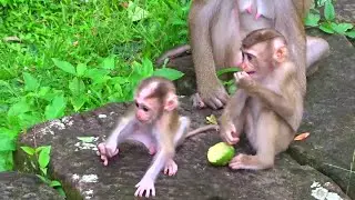 OMG! So Lovely Baby Monkey Want Playing With Other Little Monkey and happy animal #1041