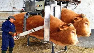 Pretty Girl Chainsaw, Cow Cleaning, Pig Feeding, Farming, Hay Transportation, Tractor VOLVO Harrow