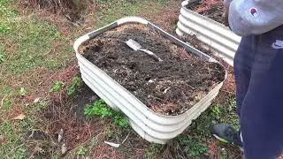 I planted sprouted garlic from the store in my garden