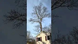 Tree Removal Morris County New Jersey