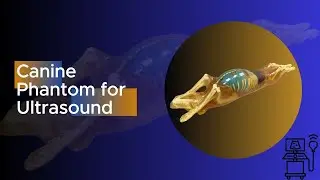 Canine Phantom for Ultrasound Training &ndash; Veterinary Simulation Model | True Phantom Solutions