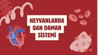 Heyvanlarda qan dövranı. Biologiya yeni dərslik 8-ci sinif. 