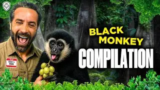 Black Monkey Reunites With His Old friend Compilation.🐒