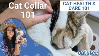 How tight should a cat's collar be?