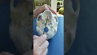 Анатомия нижней части черепа