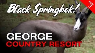 Stay at this RESORT for a couple of BUCKS!