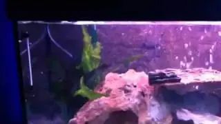 Check out our starfire glass eheim opal aquariums