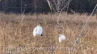 Take a tour of the International Crane Foundation