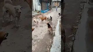 Street Dogs Barking & Communicating | Natural Dog Pack Behavior #shorts #dogpack #barkingdogs