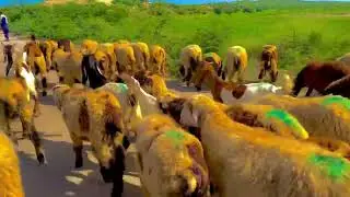 animal thar desert #Pakistan #Sindh 2022