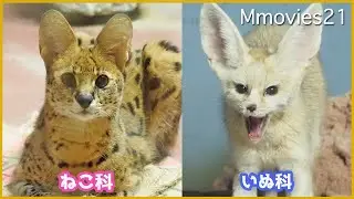 【サーバル＆フェネック】のんほいパーク夜行性動物館の狙い目は朝〜Serval & Fennec fox