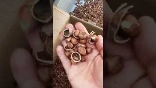 hazelnut cracking machine, hazelnut cracker, hazelnut cracker machine