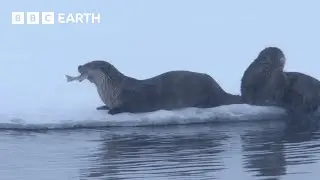 Cheeky Coyote Steals Otter's Dinner | Snow Animals | BBC Earth Kids